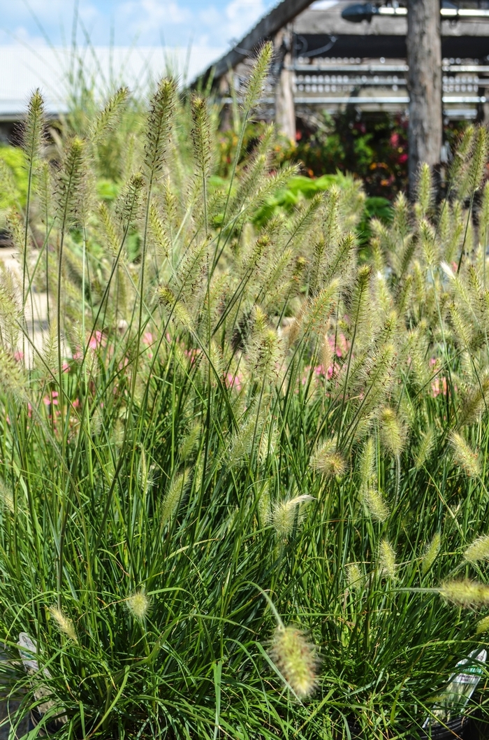 Hameln Dwarf Fountain Grass - Pennisetum alopecuroides ''Hameln'' (Dwarf Fountain Grass) from Betty's Azalea Ranch