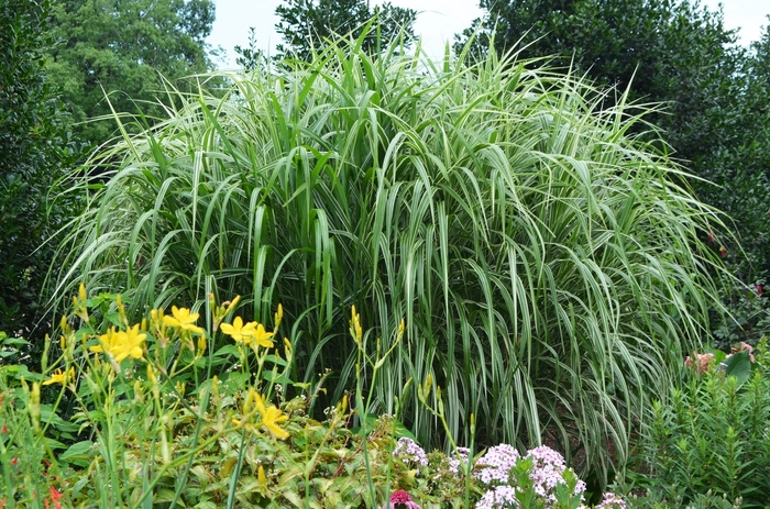 Cosmopolitan Maiden Grass - Miscanthus sinensis ''Cosmopolitan'' (Maiden Grass) from Betty's Azalea Ranch