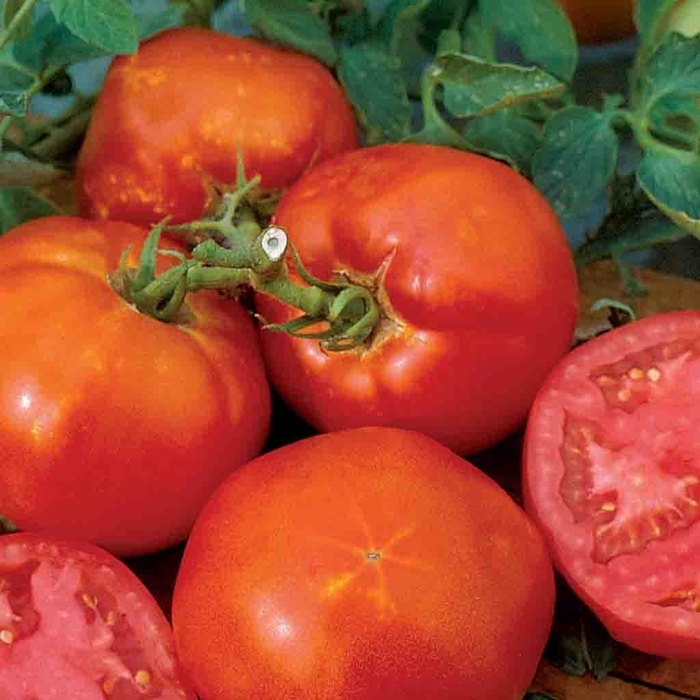 'Big Boy' Tomato - Lycopersicon esculentum from Betty's Azalea Ranch