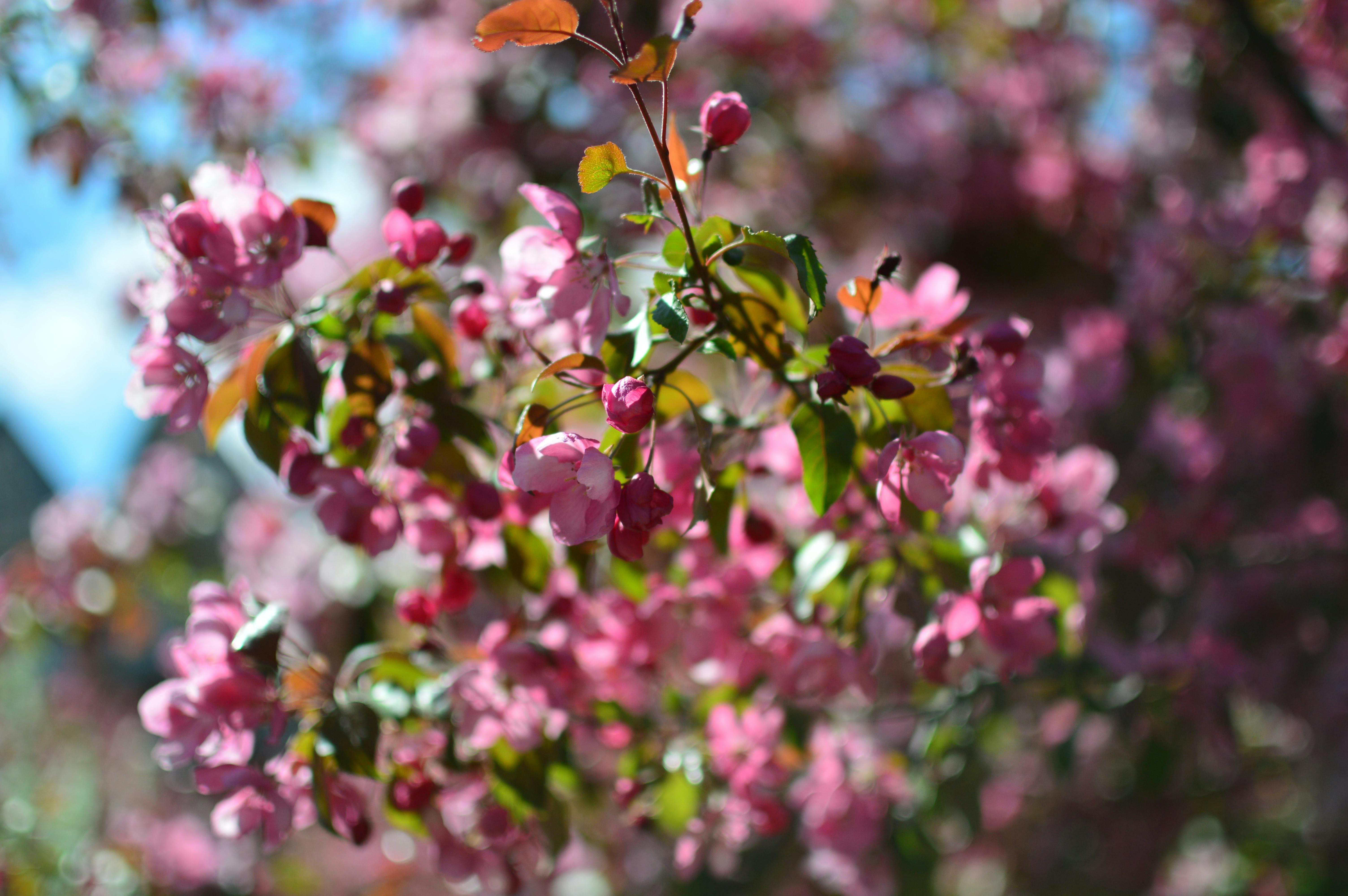 Compact Charm: The Best Small Flowering Trees for your Garden Oasis