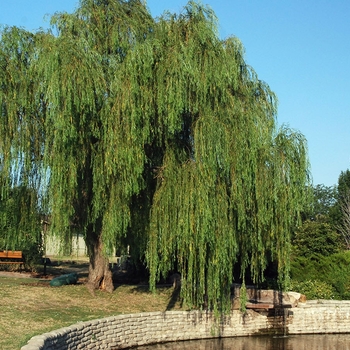 Salix alba ''Niobe'' (Weeping Willow) - Niobe Weeping Willow