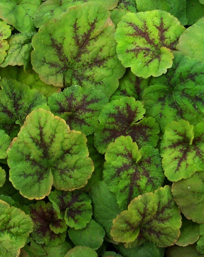 Running Tapestry Foamflower - Tiarella cordifolia ''Running Tapestry'' (Foamflower) from Betty's Azalea Ranch Running Tapestry Foamflower - Tiarella cordifolia ''Running Tapestry'' (Foamflower) from Betty's Azalea Ranch