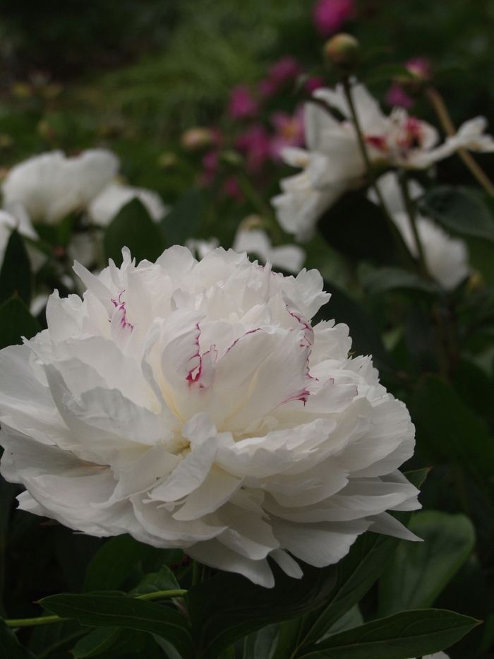 'Festiva Maxima' Peony - Paeonia lactiflora from Betty's Azalea Ranch 'Festiva Maxima' Peony - Paeonia lactiflora from Betty's Azalea Ranch