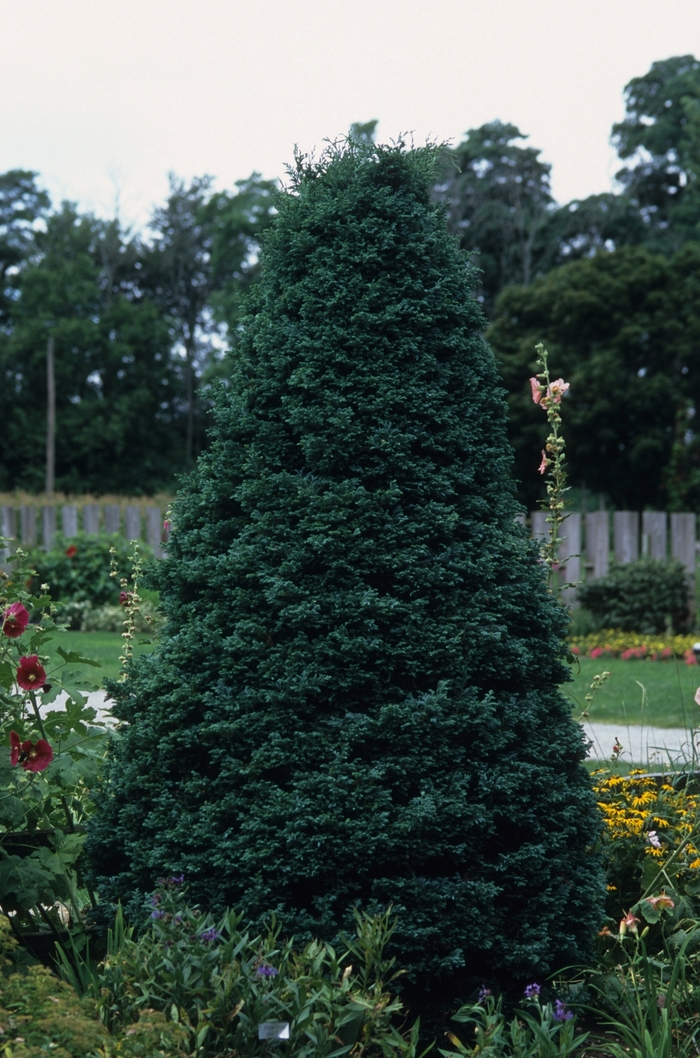 Chamaecyparis Pisifera Boulevard Boulevard Cypress Betty S Azalea