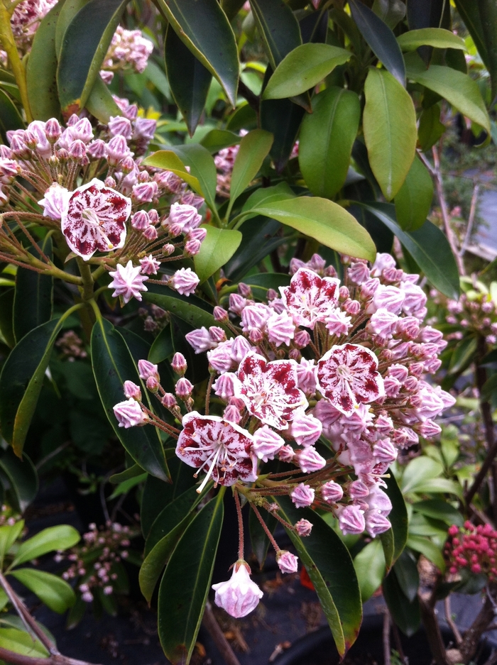 Carousel Carousel Mountain Laurel - Kalmia latifolia ''Carousel'' (Carousel Mountain Laurel) from Betty's Azalea Ranch Carousel Carousel Mountain Laurel - Kalmia latifolia ''Carousel'' (Carousel Mountain Laurel) from Betty's Azalea Ranch