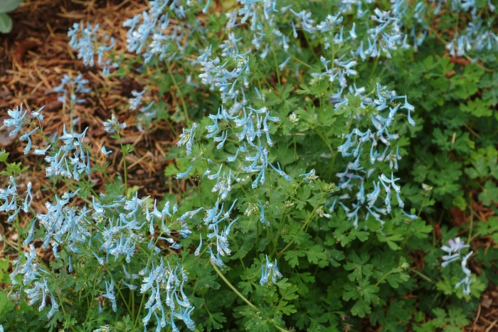 Blue Panda Fumewort - Corydalis flexuosa ''Blue Panda'' (Fumewort) from Betty's Azalea Ranch Blue Panda Fumewort - Corydalis flexuosa ''Blue Panda'' (Fumewort) from Betty's Azalea Ranch