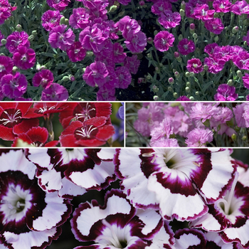 Dianthus - 'Multiple Varieties'  Dianthus - 'Multiple Varieties'