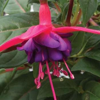 Fuchsia - 'Dollar Princess' Upright Fuchsia Fuchsia - 'Dollar Princess' Upright Fuchsia